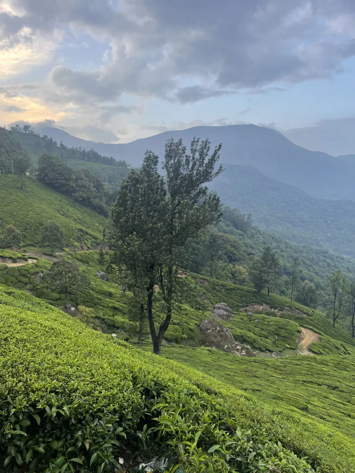 Tea Country